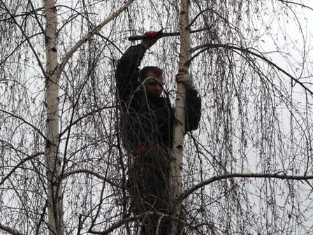 Wycinki Drzew Warszawa